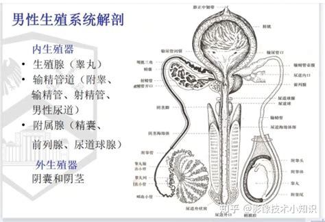 男性生殖器